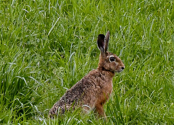 Feldhase in der freien Natur
