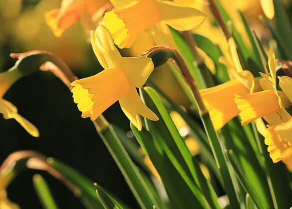 Die Narzissen sind bereit für die Osterdeko