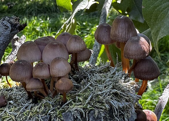 Es wachsen nicht nur Birnen am Birnbaum…