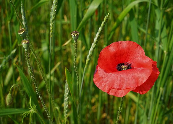 Der Mohn belebt die Getreidefelder