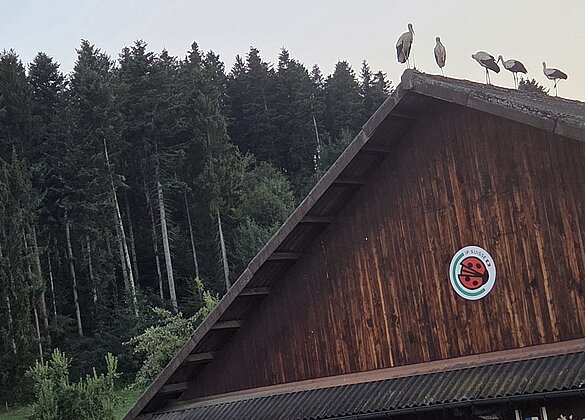 Besuch besonderer Art auf unseren "Huus- ond Schüürdächern"