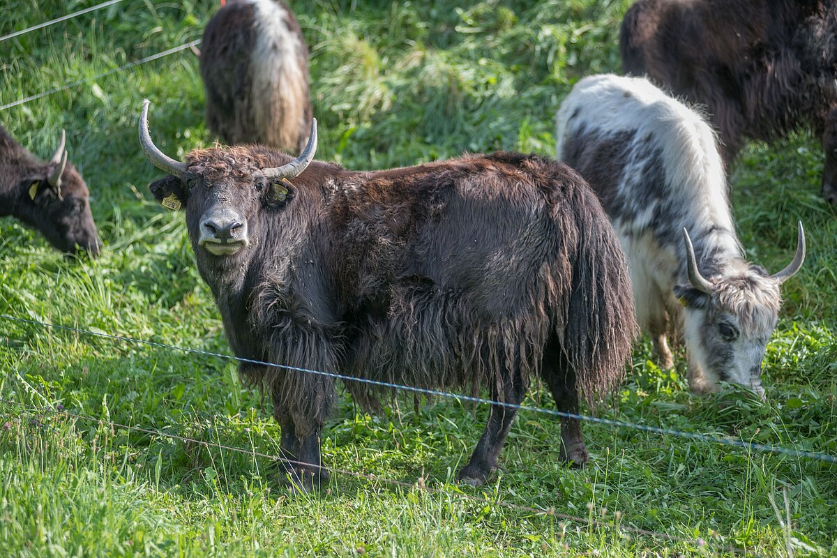 Yaks werden zu den extensiven Robustrinderrassen gezählt und meist, wie ...