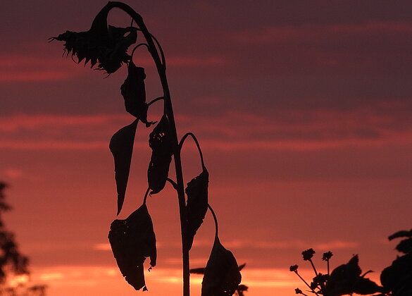 Malerische Abendstimmung mit Sonnenblume.
