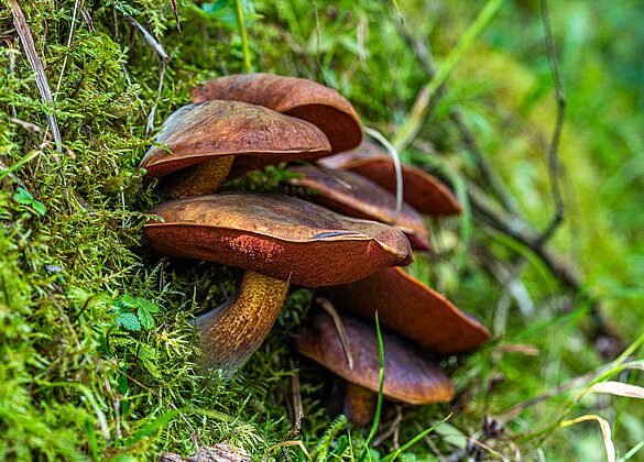 Es herbstelet! Die ersten Schusterpilze!