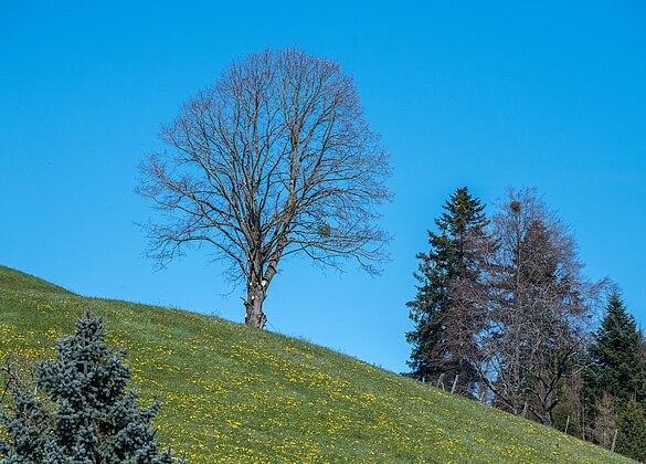 Wenn der Löwenzahn blüht, ist der Frühling da.