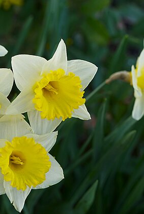 Mit dem Frühling kommen die Farben