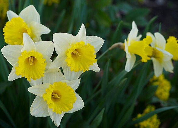 Mit dem Frühling kommen die Farben