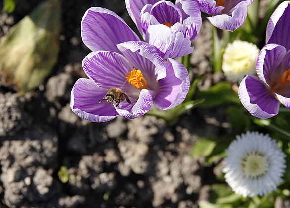 Frühlingsblumen am Vierwaldstättersee