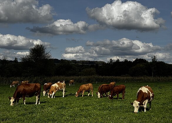 Friedliches grasen im Wauwilermoos