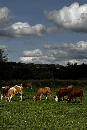 Friedliches grasen im Wauwilermoos