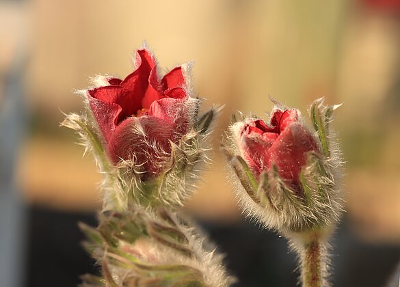 Vielleicht blüht morgen die Küchenschelle