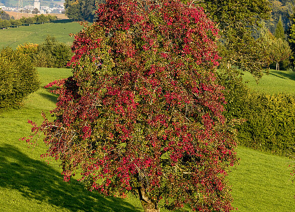 Herbst