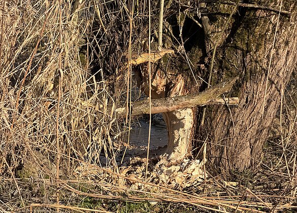 Traumhafter Morgenspaziergang 