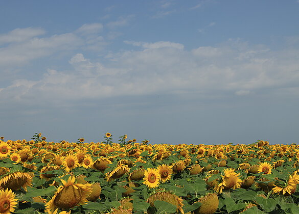 grosse Unterschiede der Sonnenblumen 