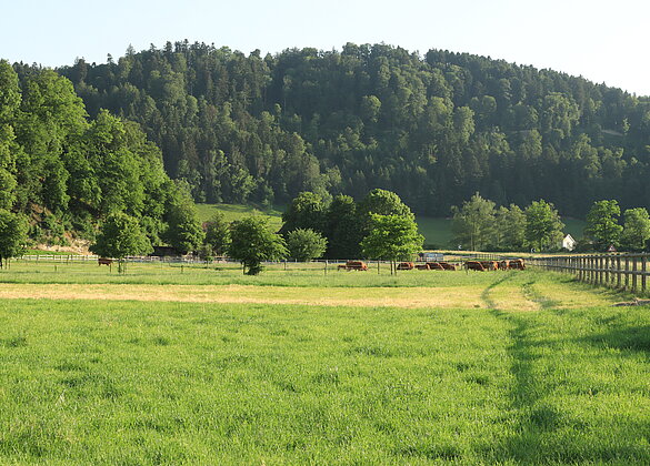 Auf der Abendweide