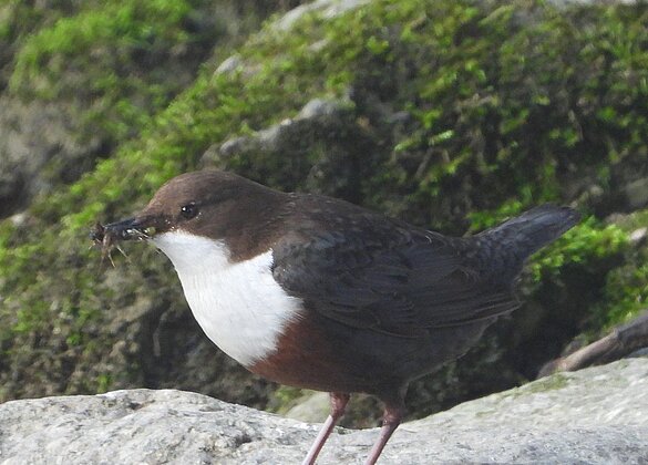 Fleissig sammelt die Wasseramsel Futter für den Nachwuchs.