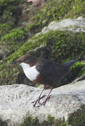 Fleissig sammelt die Wasseramsel Futter für den Nachwuchs.