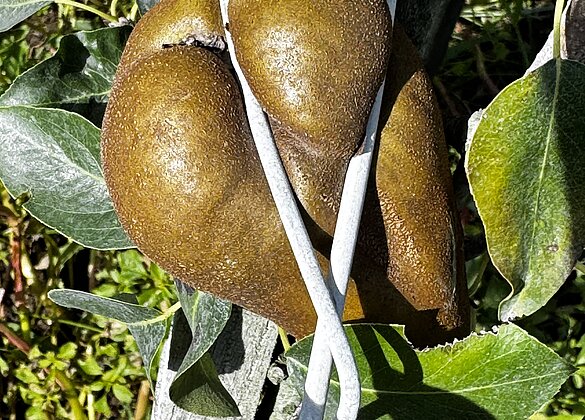 Laune der Natur…Birne im Drahtgeflecht