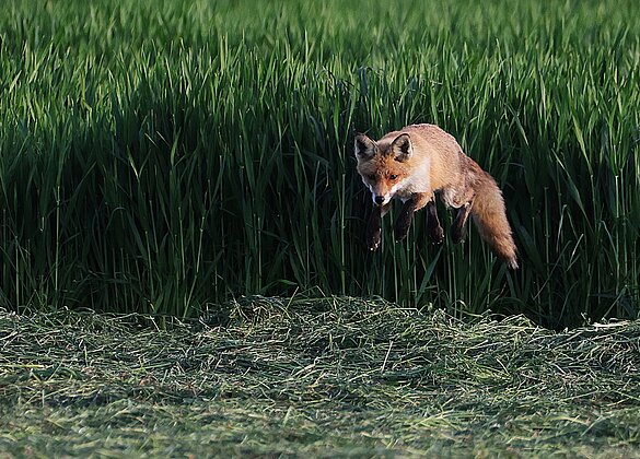Der Fuchs auf Mäusejagd...