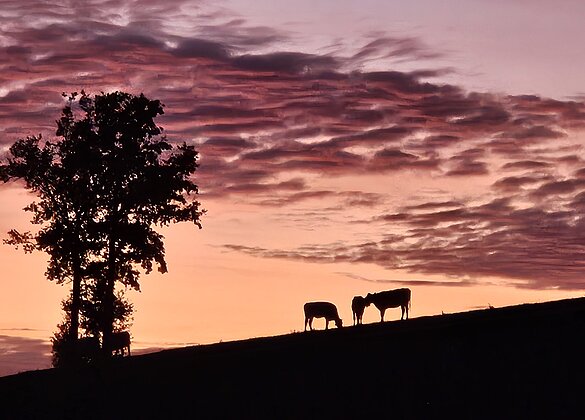 Abendstimmung