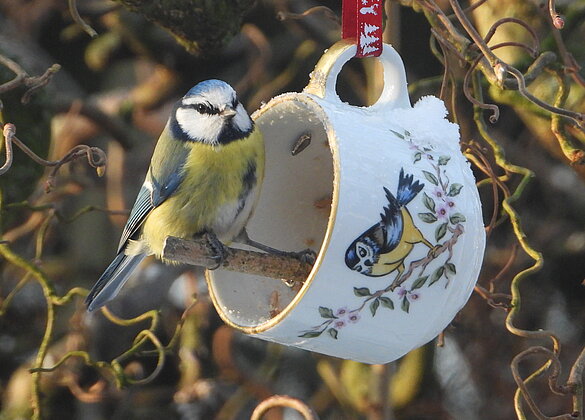Eine Blaumeise stärkt  sich bei der Futter-Tasse.
