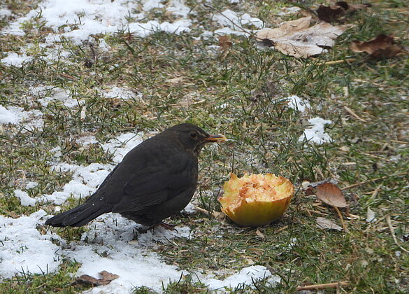 Hungrige Amsel-Dame beim Dessert.
