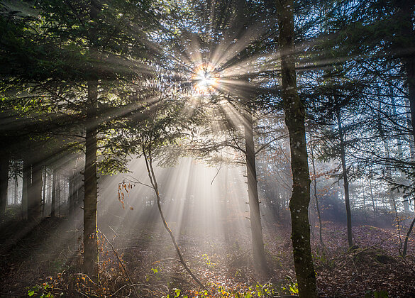 Die ersten Sonnenstrahlen durch leuchten den Wald!