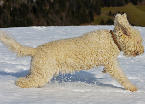 Barbet Grosi Smilla mit 13 1/2 Jahren im Schuss