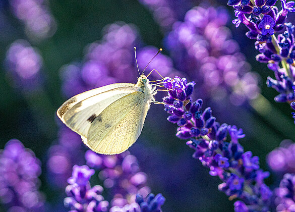 Der Weissling berauscht sich am Lavendel!