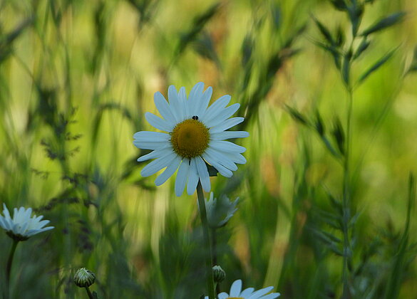 Die Margerite darf in keiner schönen Blumenwiese fehlen.
