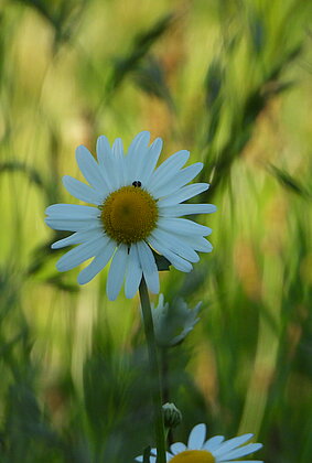 Die Margerite darf in keiner schönen Blumenwiese fehlen.