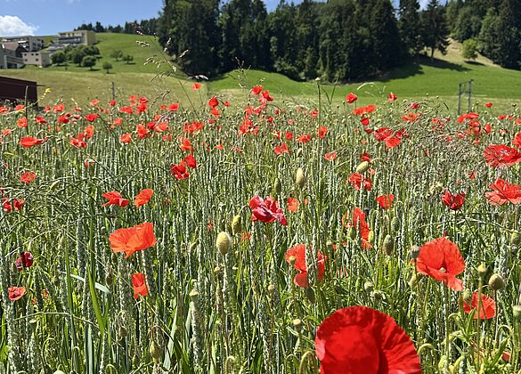 Herrlicher Mohn im Getreidefeld