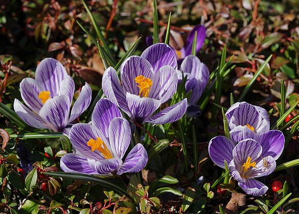 Mit dem Frühling kommen die Farben
