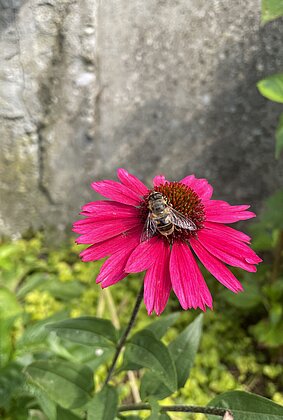 Eine Mistbiene geniesst die wärmenden Sonnenstrahlen