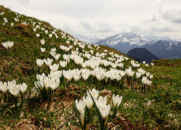 Bergfrühling