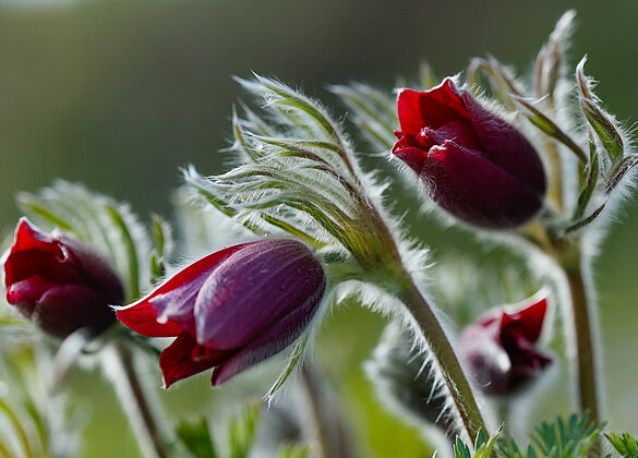 Auch die Kuhschellen freuen sich auf die Sonnenstrahlen