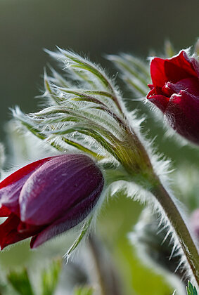 Auch die Kuhschellen freuen sich auf die Sonnenstrahlen
