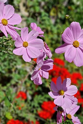 Noch bringt die Herbstsonne Blumen zum Strahlen 