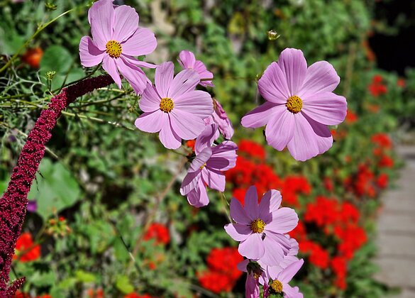 Noch bringt die Herbstsonne Blumen zum Strahlen 