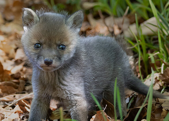 Fuchsfamilie im Napfgebiet 