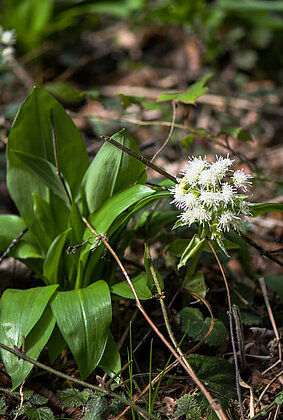 Bärlauch im Napfbergland