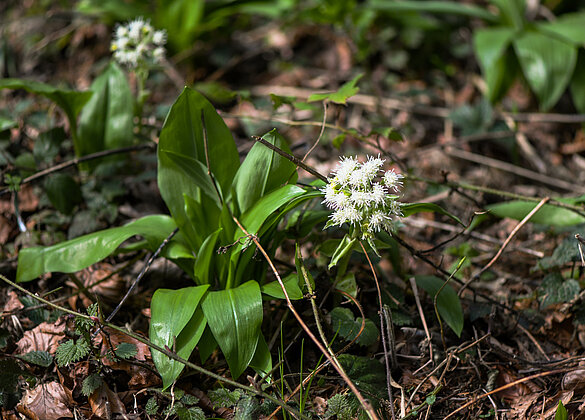 Bärlauch im Napfbergland