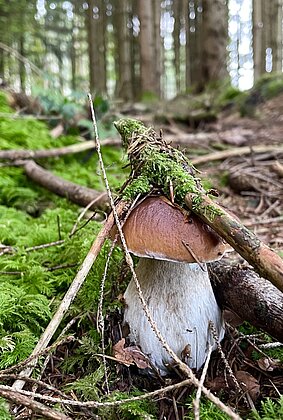 Die Kraft der Natur!
