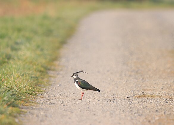 Auf der Suche nach etwas Schmackhaftem