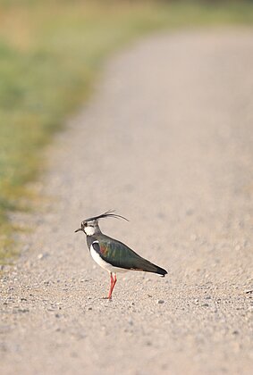 Auf der Suche nach etwas Schmackhaftem