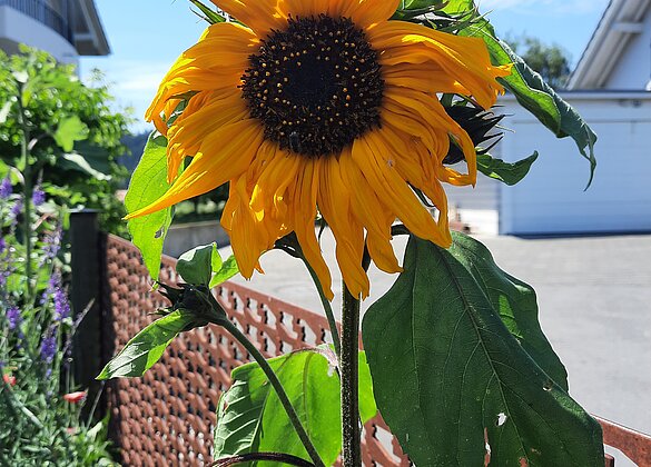 Erste Sonnenblumen leuchten im Garten