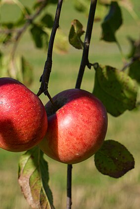 Beiss nicht gleich in jeden Apfel, er könnte ..... ....