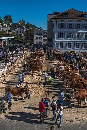 130 Jahre VZG Hergiswil-Napf mit grosser Viehschau.