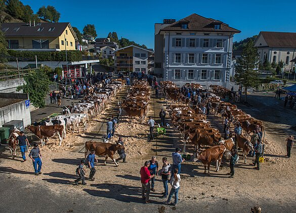 130 Jahre VZG Hergiswil-Napf mit grosser Viehschau.