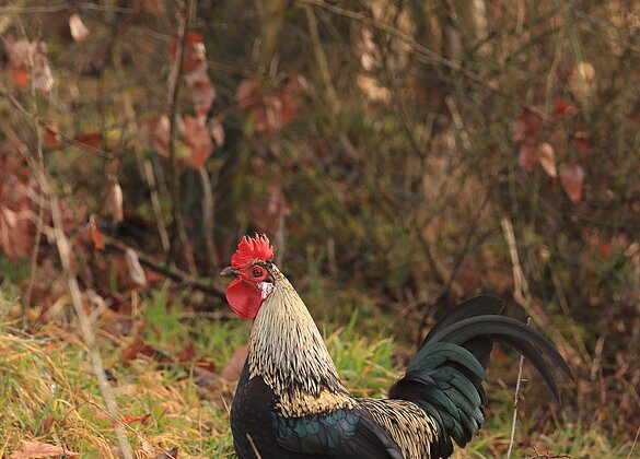 Stolz reckt sich dieser Hahn